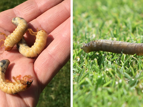 Chafer and leatherjacket grubs