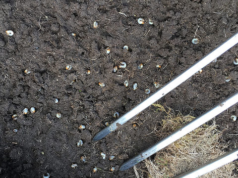 High populations of chafer grubs