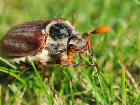 Cockchafer maybug