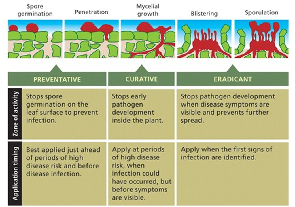 Disease stages graphic