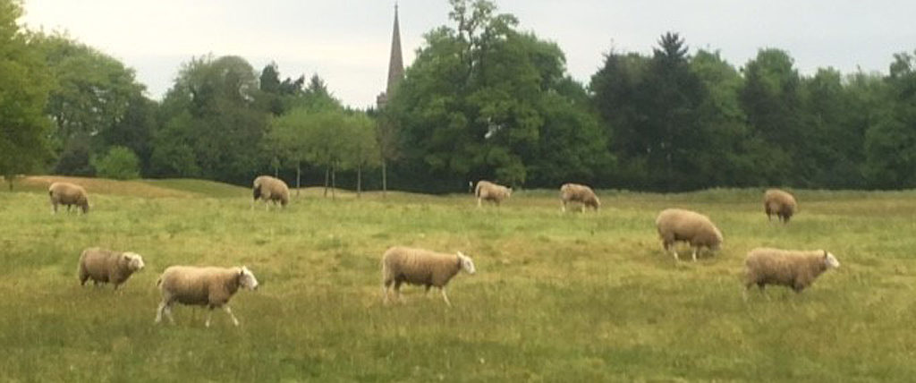 Sheep have been successfully grazed to thin rough areas at Bowood