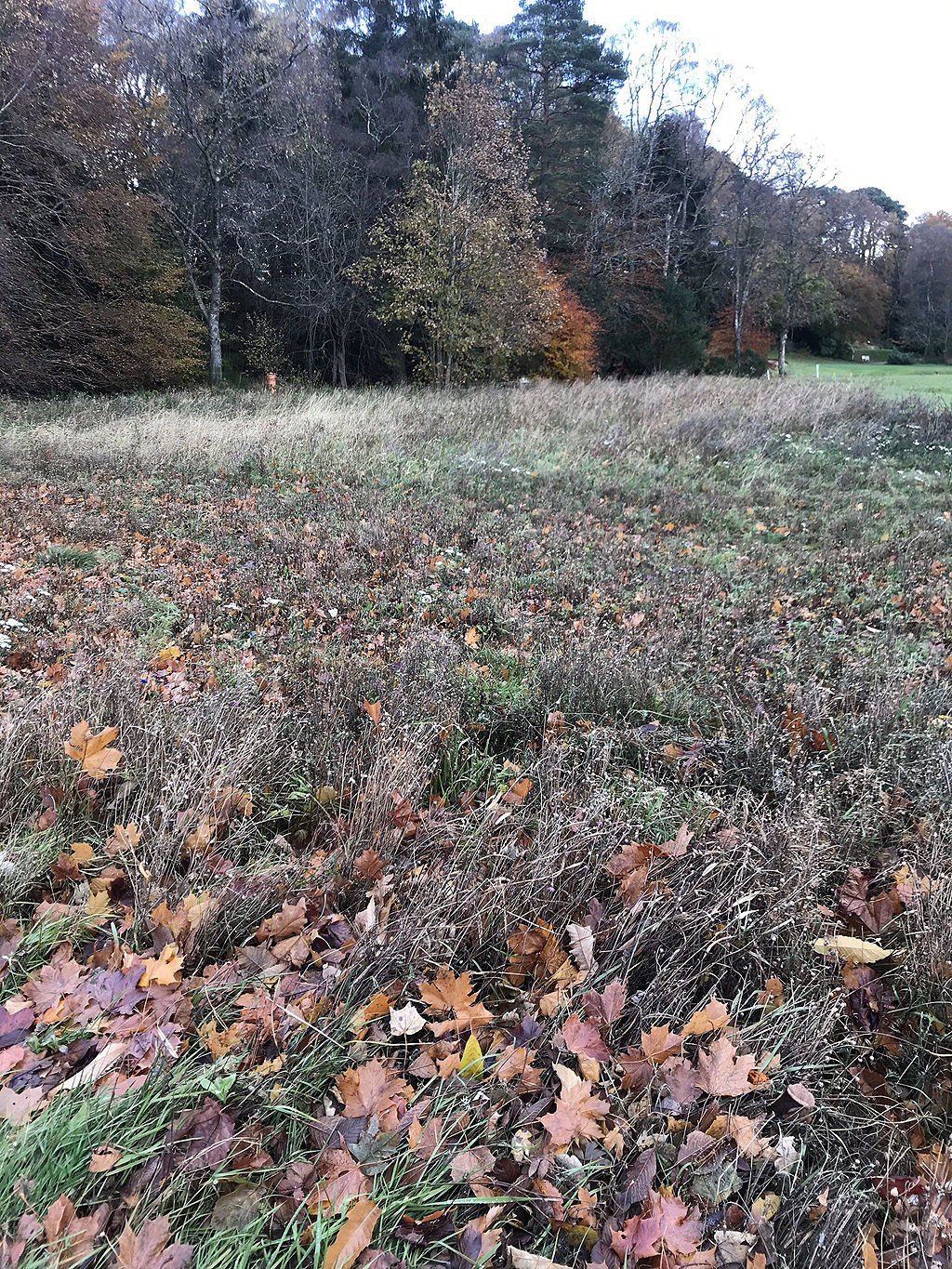 Banchory wildflower area bashed to drop out seeds in October