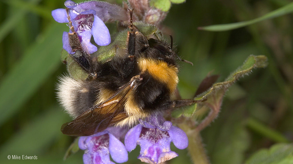 Bombus hortorum bumblebee