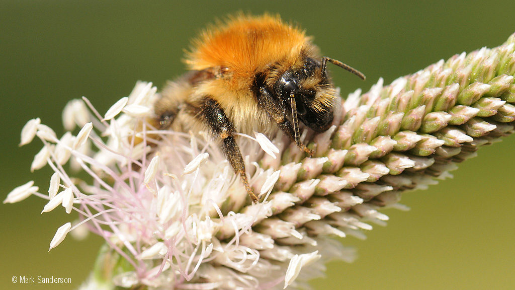 Bombus pascuorum bumblebee