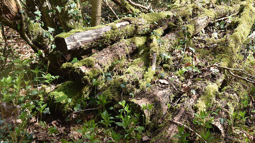 Woodland log pile for wildlife