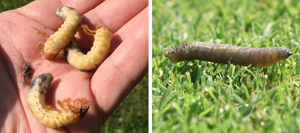 Chafer grubs and leatherjacket
