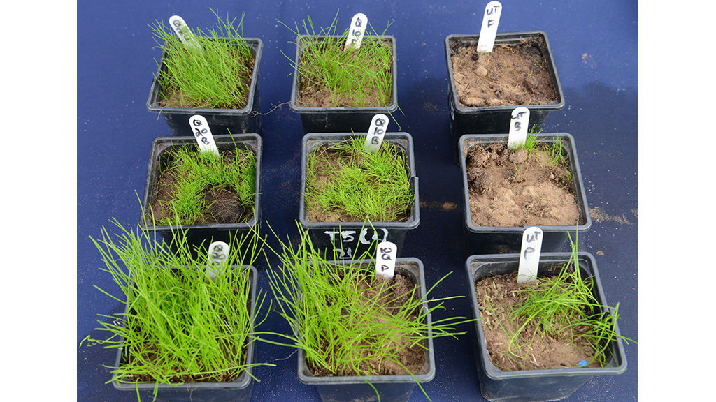 STRI trials have shown benefits of Qualibra soil moisture management for seedling establishment