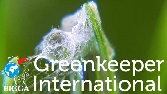 AIM for clean greens GI image