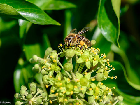 Bee on flowering ivy