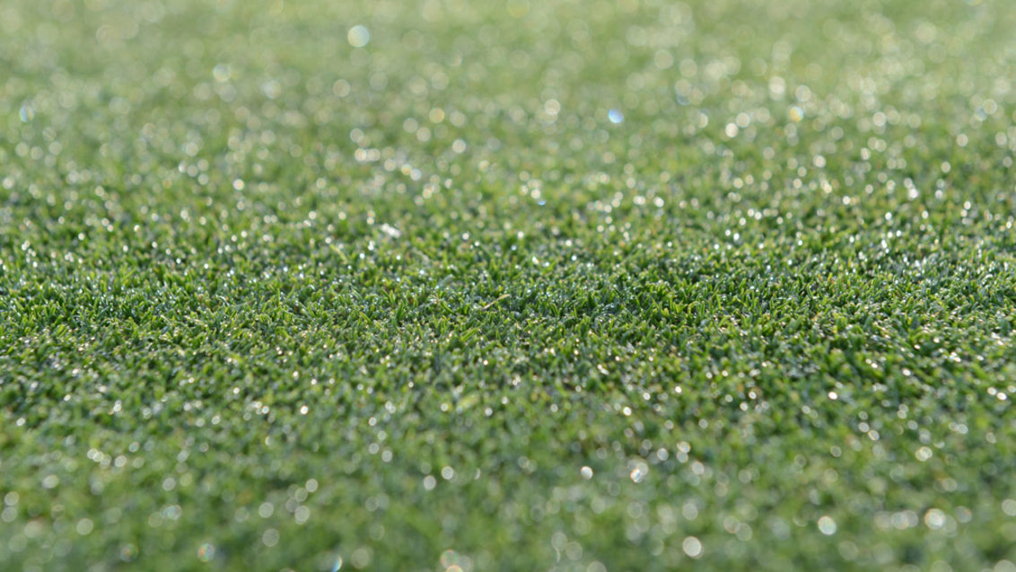 Dew on green turf surface