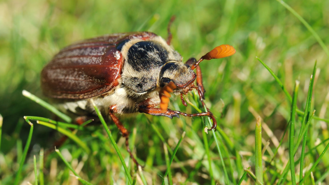 Cockchafer maybug