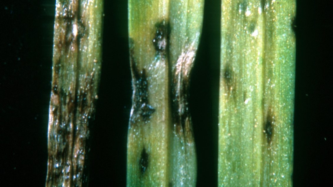 Grey Leaf Spot Lesions - pyricularia_grisea