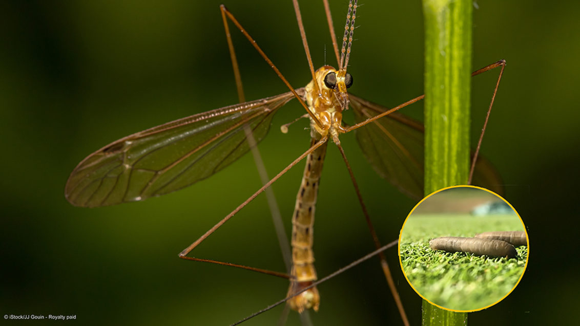 Crane fly and leatherjacket