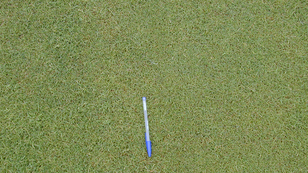 Turf under high disease risk pressure, but no visible signs of infection