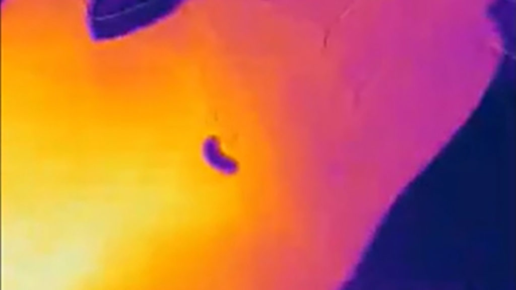 Thermal imaging of leatherjacket activity