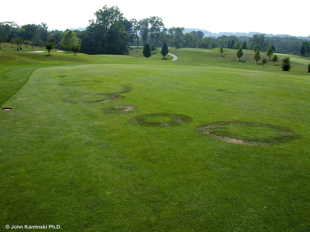 Fairy ring on green