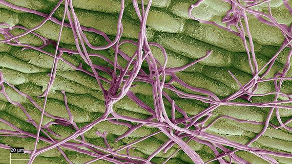 Disease mycelium active on an untreated leaf surface